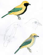 Burnished-buff Tanager