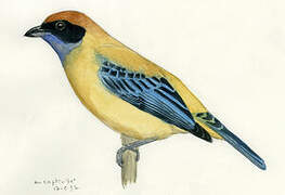 Burnished-buff Tanager