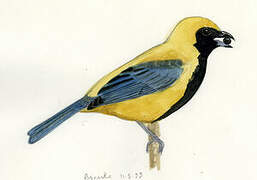 Burnished-buff Tanager