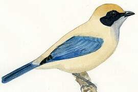 Burnished-buff Tanager