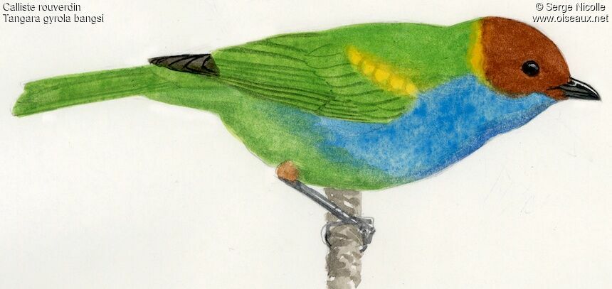 Bay-headed Tanager, identification