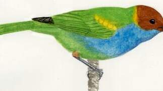 Bay-headed Tanager