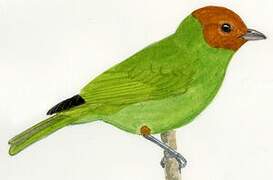 Bay-headed Tanager