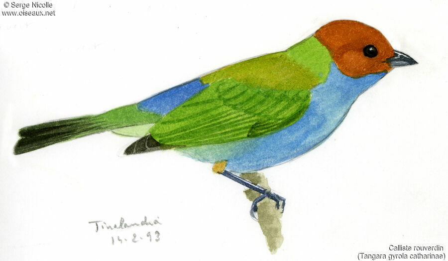 Bay-headed Tanager, identification