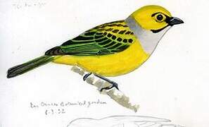 Silver-throated Tanager