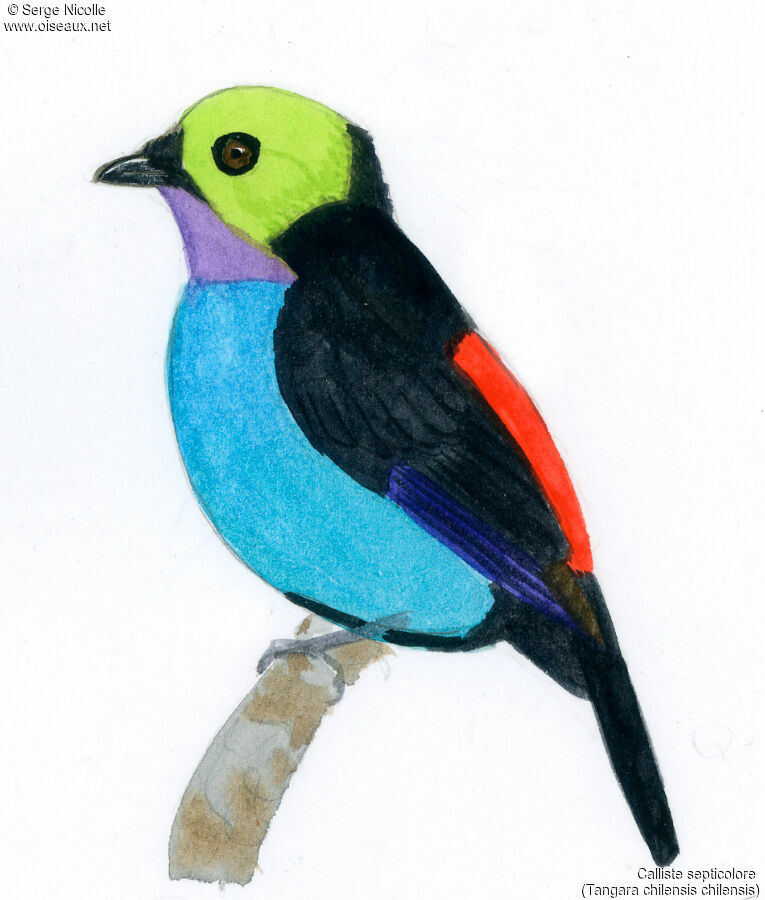 Paradise Tanager, identification