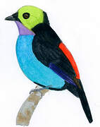 Paradise Tanager