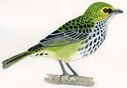 Speckled Tanager