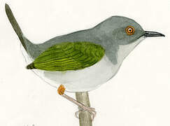 Green-backed Camaroptera