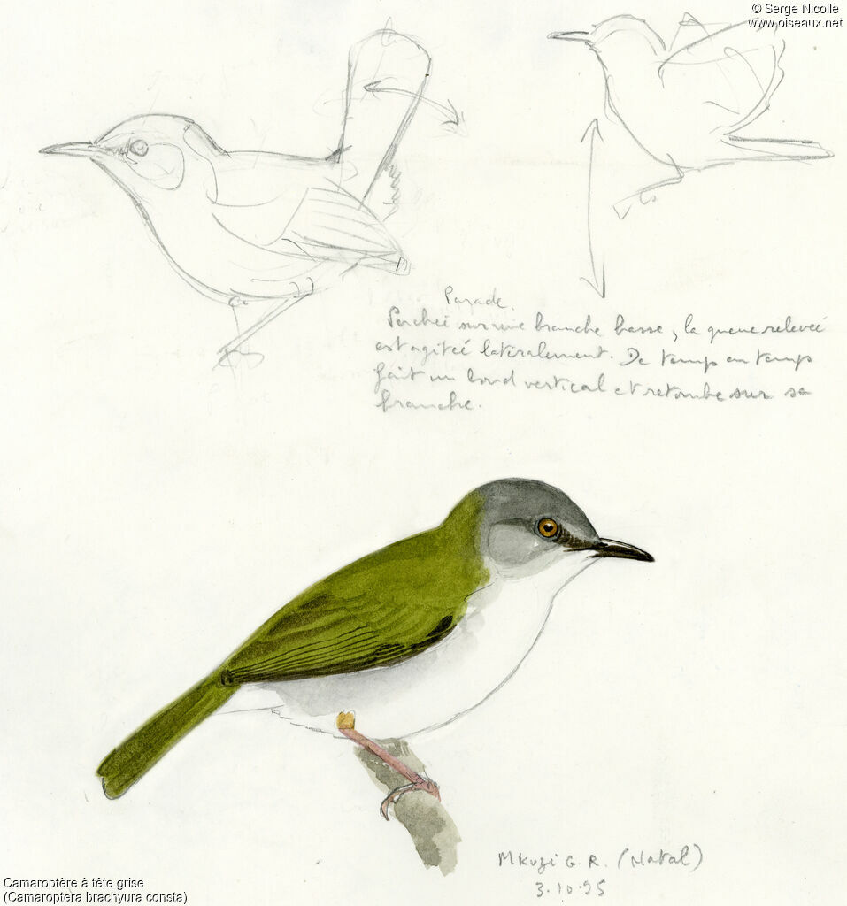 Green-backed Camaroptera, identification