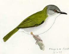 Green-backed Camaroptera