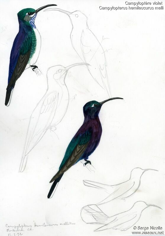Campyloptère violet, identification