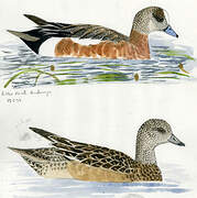 American Wigeon