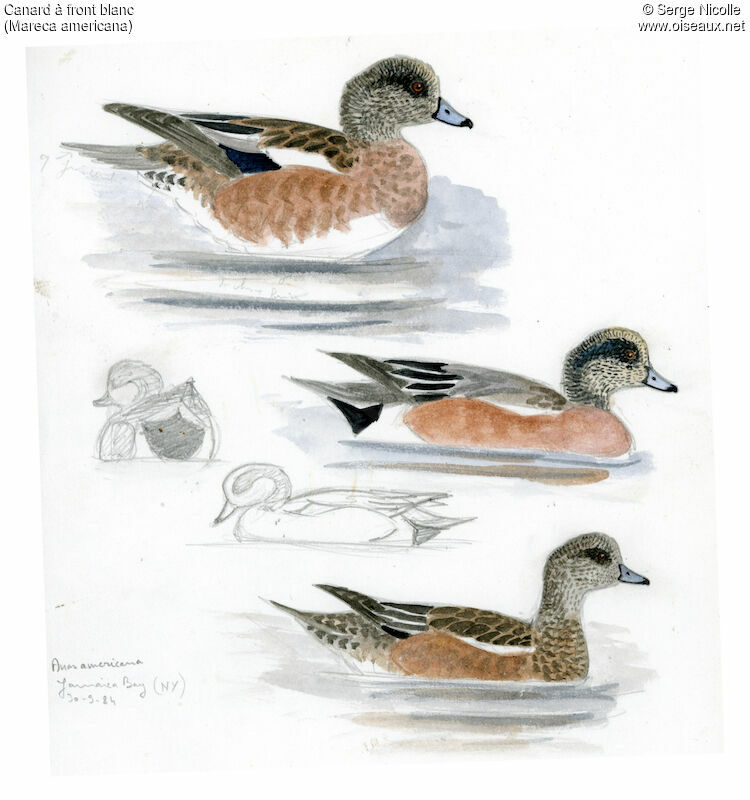 American Wigeon female, identification