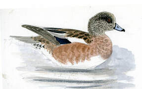 American Wigeon