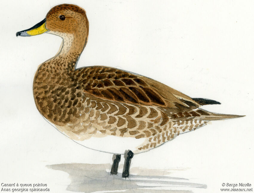 Yellow-billed Pintail, identification