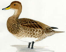 Yellow-billed Pintail