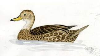 Yellow-billed Pintail