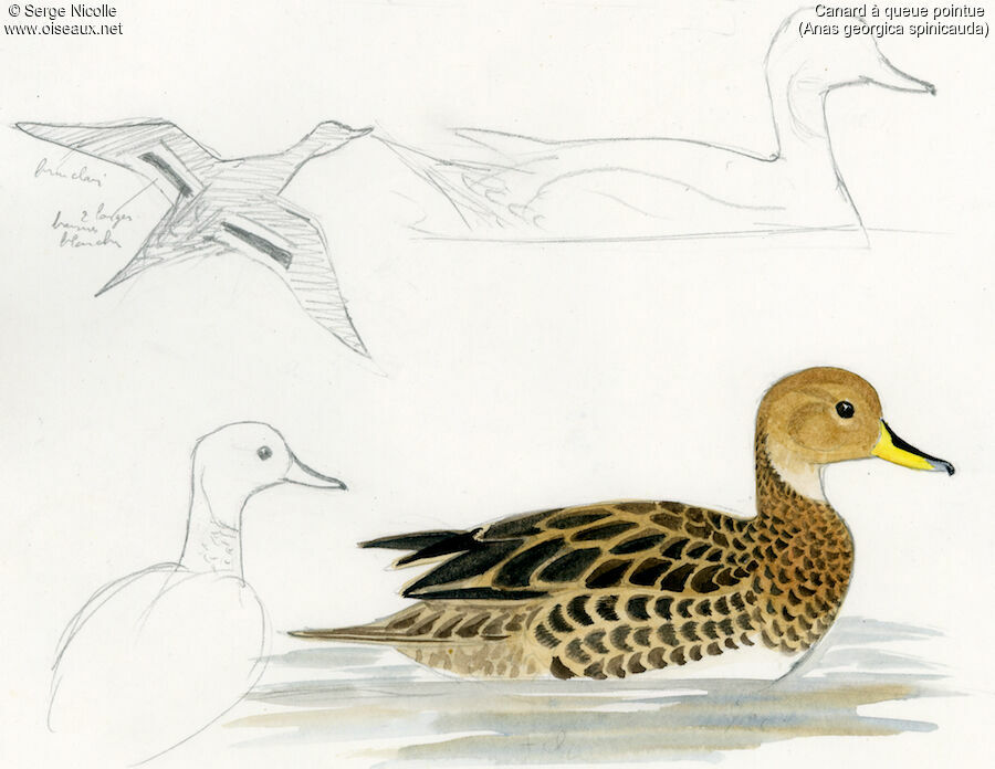 Yellow-billed Pintail, identification