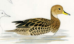 Yellow-billed Pintail