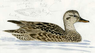 Gadwall