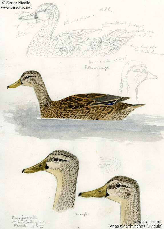 Canard colvert, identification