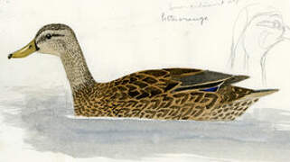 Mallard