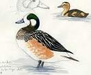 Canard de Chiloé