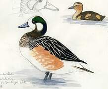 Chiloe Wigeon