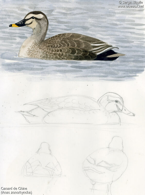 Eastern Spot-billed Duck, identification