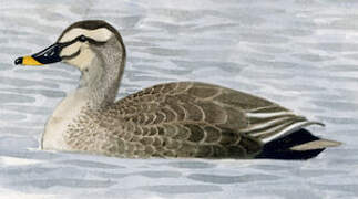 Eastern Spot-billed Duck