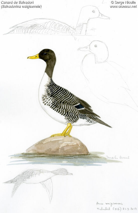 Canard de Salvadori, identification