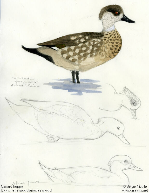 Canard huppé, identification