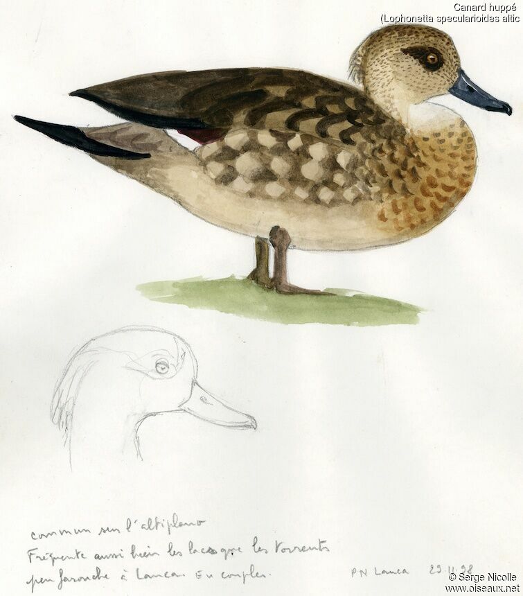 Canard huppé, identification