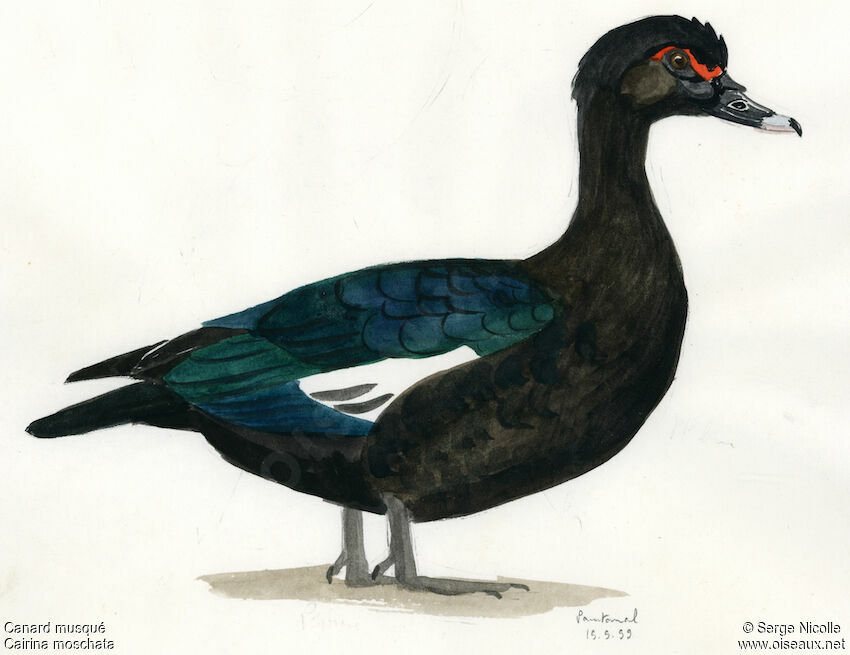 Muscovy Duck, identification