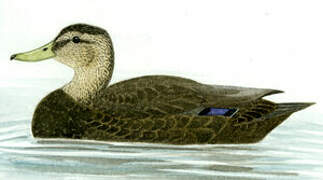 American Black Duck