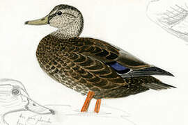 American Black Duck