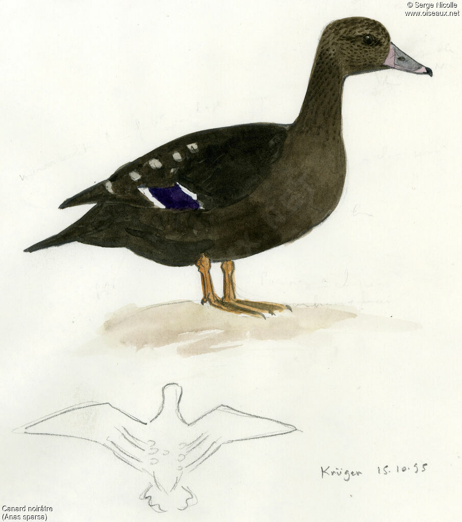 African Black Duck, identification