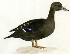 African Black Duck