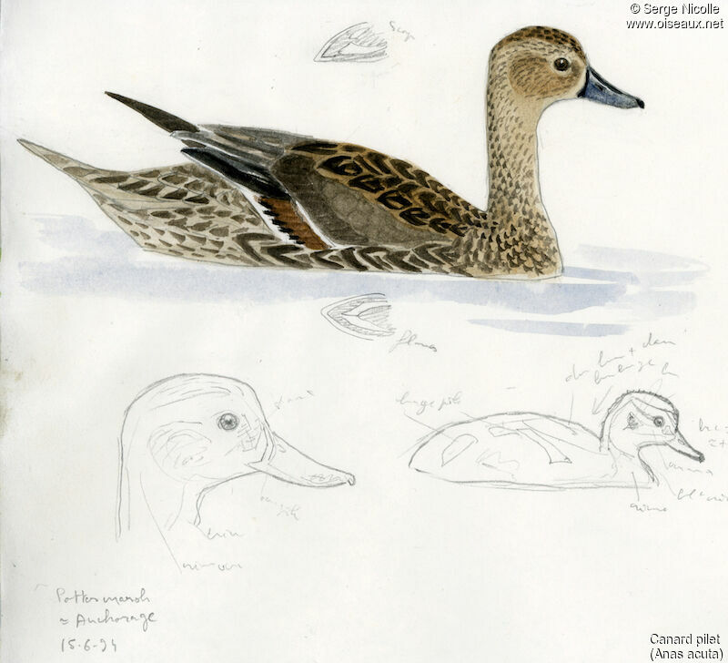 Northern Pintail female adult