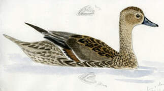 Northern Pintail