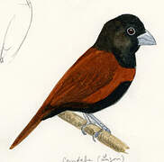 Tricolored Munia