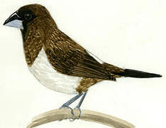 White-rumped Munia