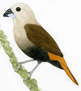 Grey-headed Mannikin