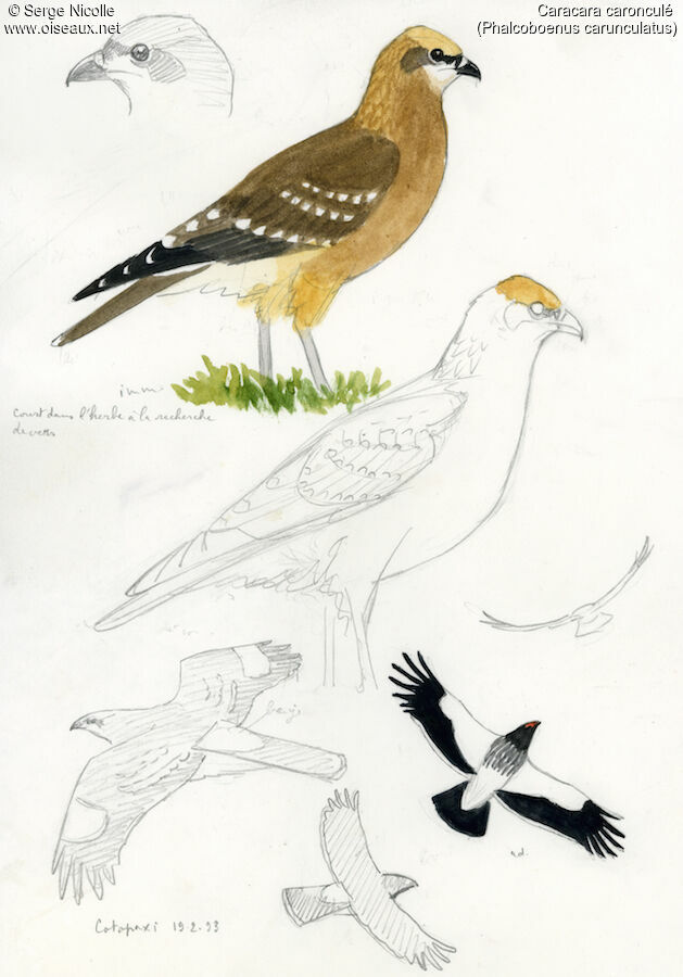 Carunculated Caracara, identification