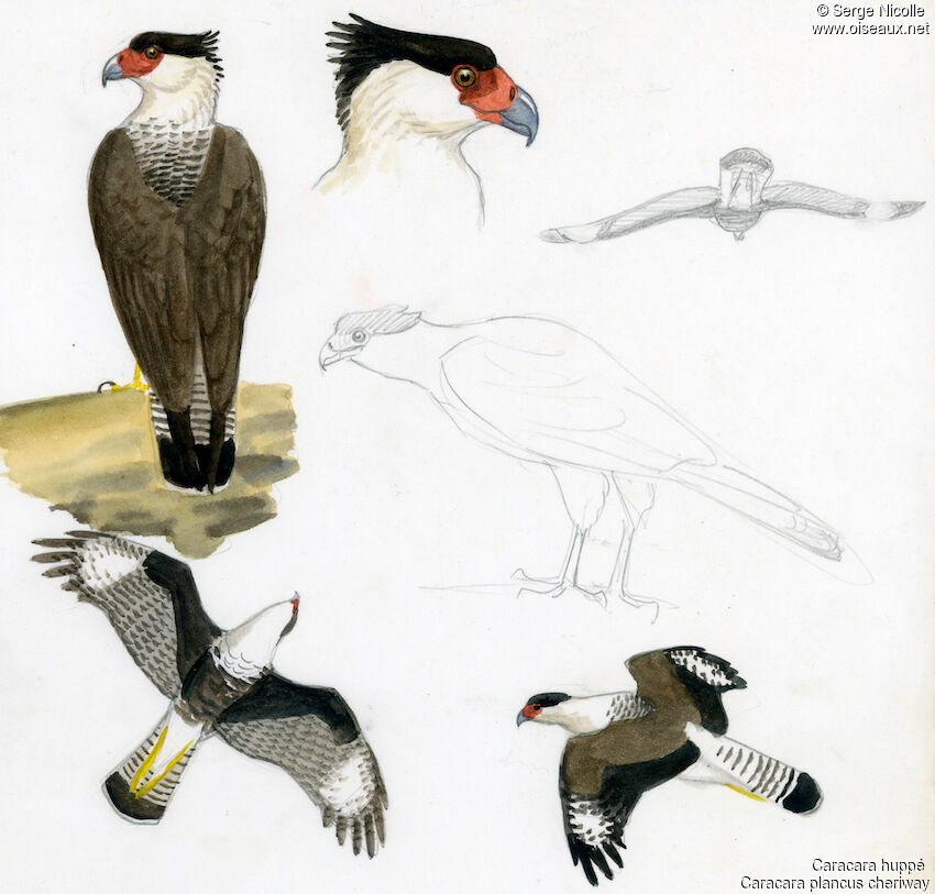 Caracara huppé, identification