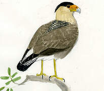 Southern Crested Caracara