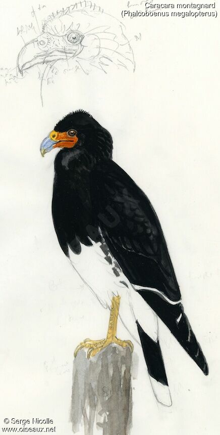 Mountain Caracaraadult, identification