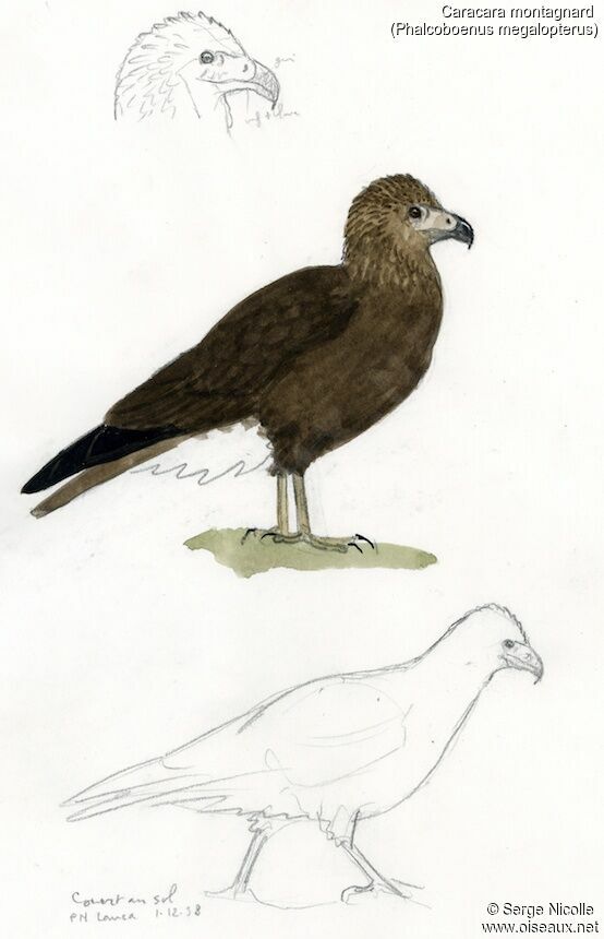 Mountain Caracarajuvenile, identification