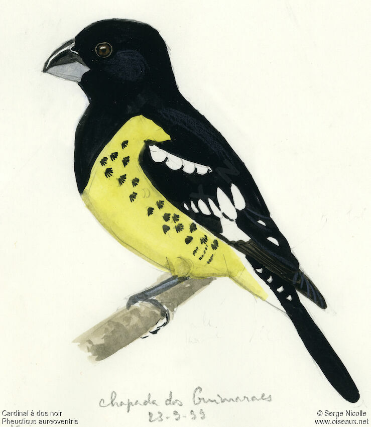 Black-backed Grosbeak, identification